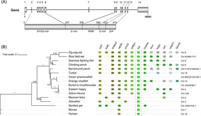 Expression pattern of the fused in sarcoma gene and its contextual influence on the density-specific response of the growth hormone/insulin-like growth factor 1 axis in zig-zag eels (Mastacembelus armatus)